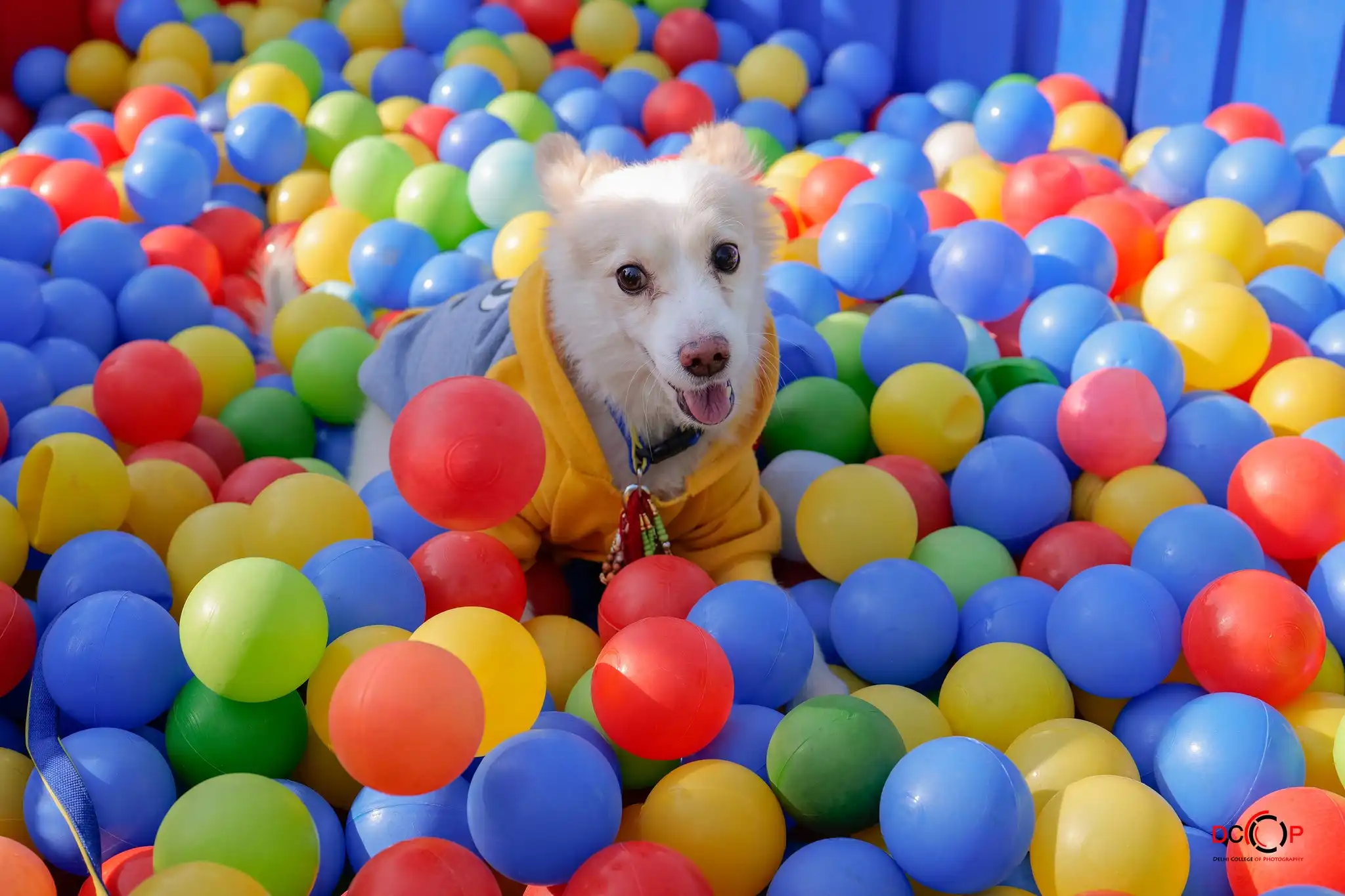 Pet Fed, Celebrates 10 Years Of Pet Festivity In 4 Cities