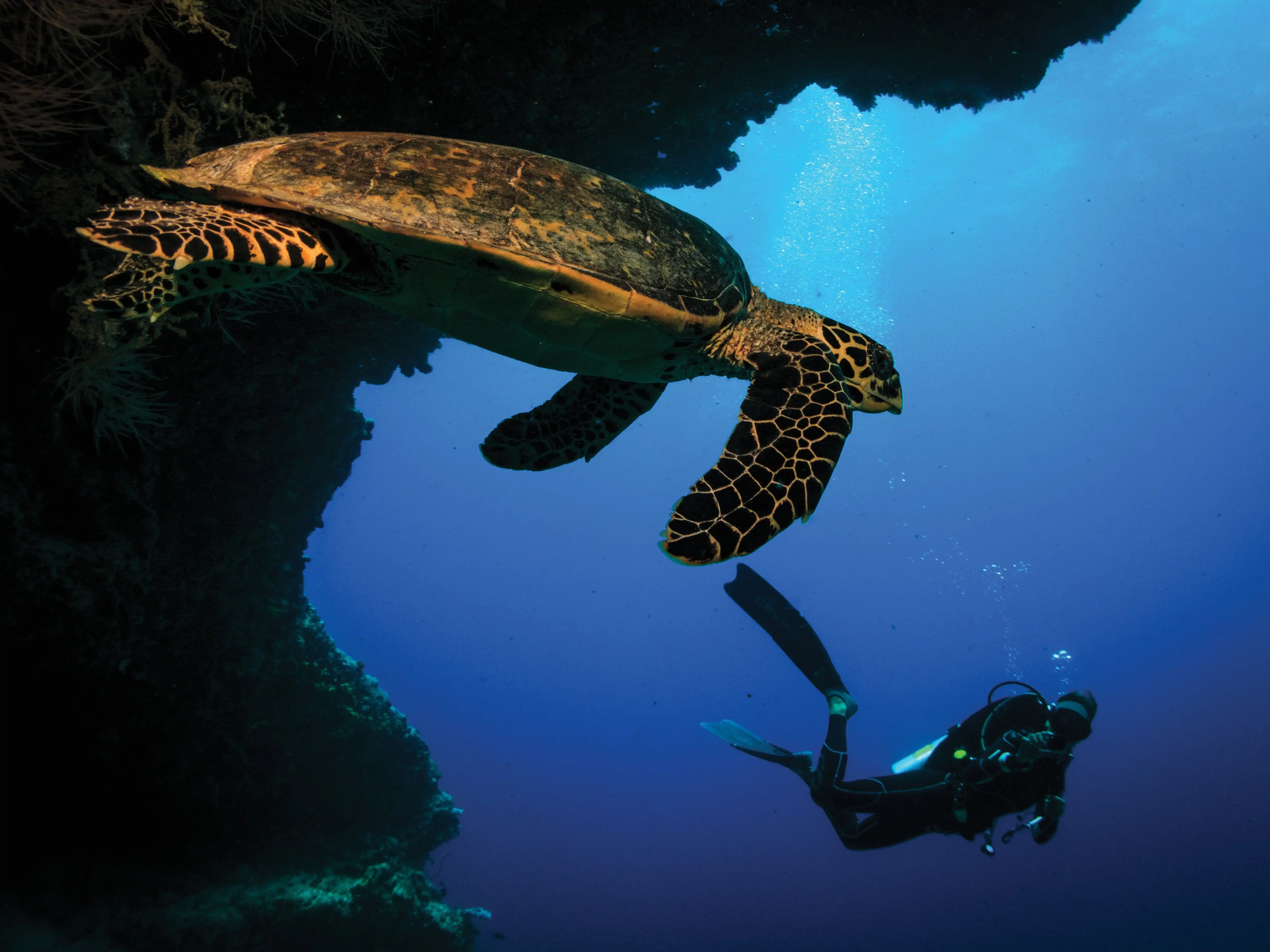 Oblu Select Sangeli Signs Reef Conservation Pact With EPA