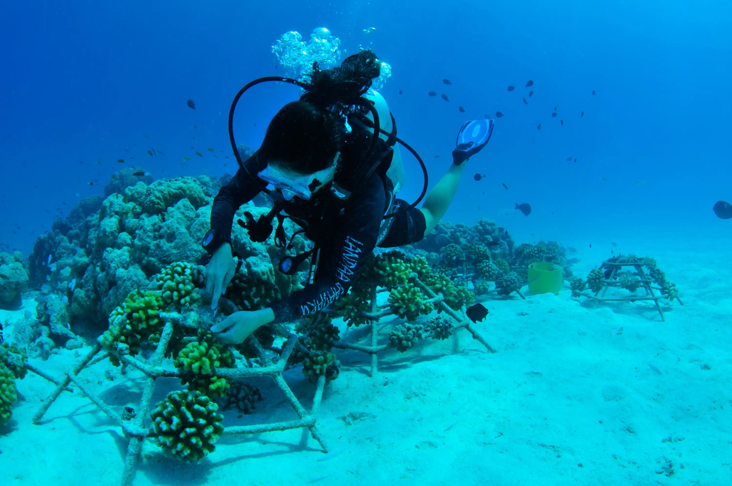 Milestone Moment as Four Seasons Resorts Maldives Plant 9000th Coral Frame