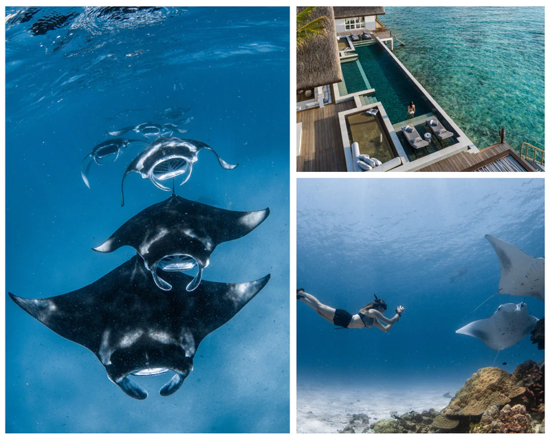 Monsoon with the Mantas at Four Seasons Maldives