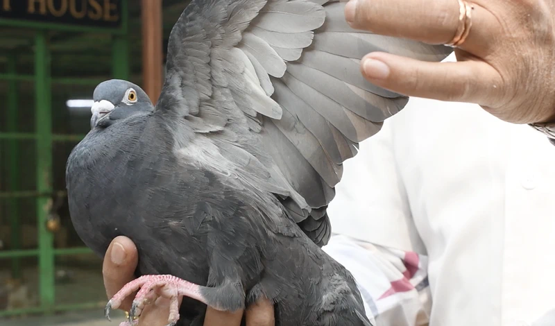 PETA India's Intervention Frees Suspected Spy Pigeon