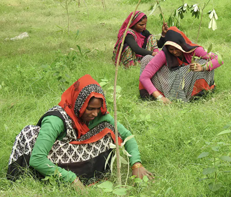  Planting trees can address Delhi's stormwater crisis as well as air pollution