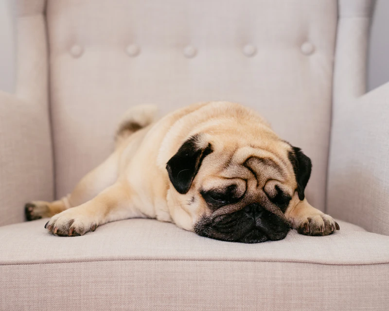Pugs’ Wearing Breathing Apparatus to Warn Pune Residents That Flat-Faced Breeds Suffer for Life