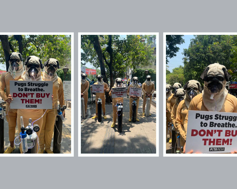  ‘Pugs’ Wearing Breathing Apparatus Warned Pune Residents That Flat-Faced Breeds Suffer for Life