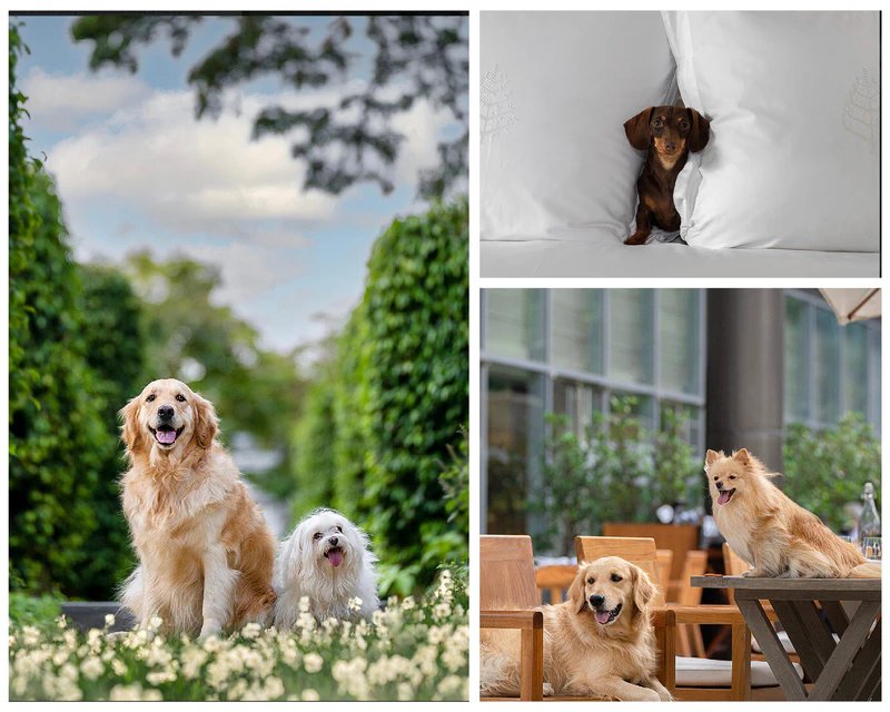 The Pawfect Staycation at Four Seasons Hotel Bengaluru