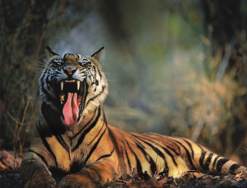 Unveiling the Tiger Majesty: A Look at Madhya Pradesh's 7 Tiger Reserves