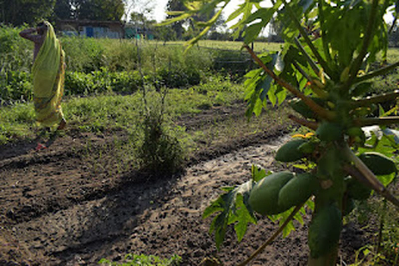 World Environment Day: The National Coalition for Natural Farming 