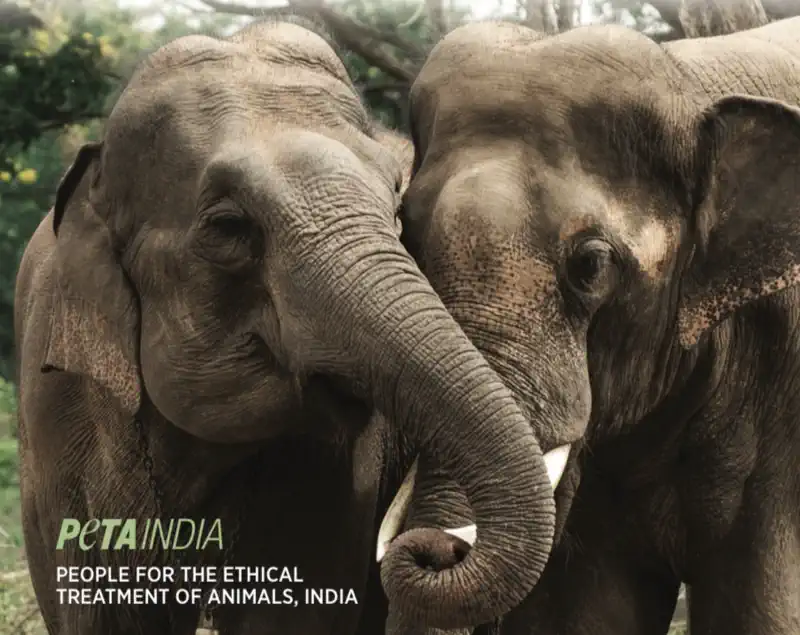 Zeenat Aman, John Abraham, Sonakshi Sinha Join PETA India’s Push for Elephant Protection